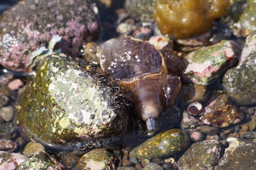 Pleurobranchaea japonica