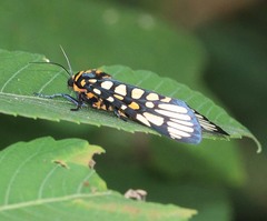 Aglaomorpha plagiata