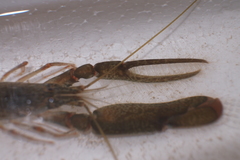 Alpheus brevicristatus