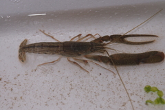 Alpheus brevicristatus