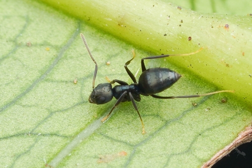 布氏拟立毛蚁Paraparatrechina butteli