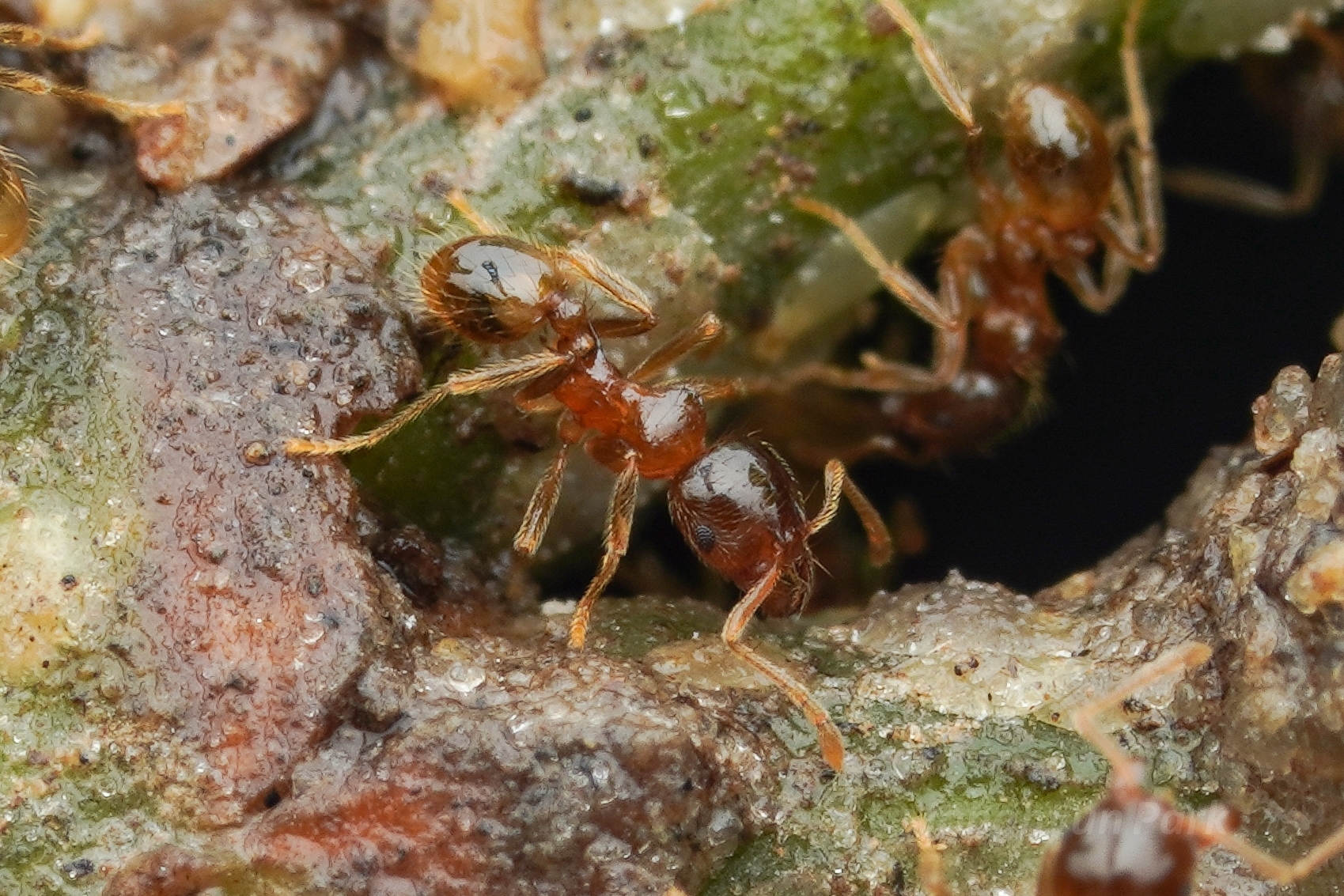 Lophomyrmex lucidus