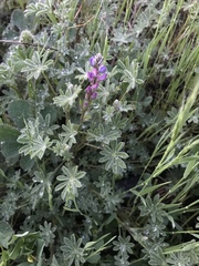 Lupinus concinnus