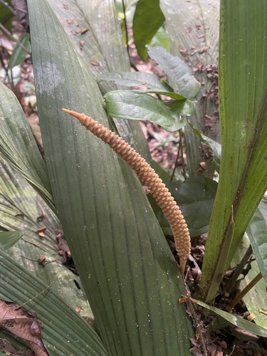 Geonoma macrostachys, photograph 4