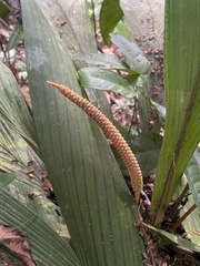 Geonoma macrostachys, photograph (c) fern Wildtruth, some rights reserved (CC BY)