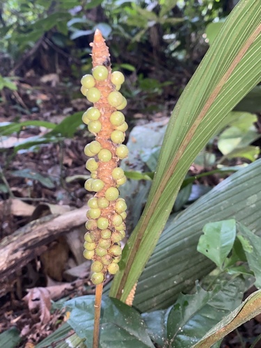 Geonoma macrostachys, photograph 5