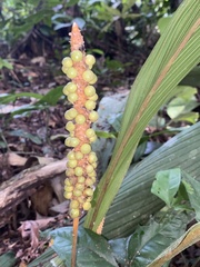Geonoma macrostachys, photograph (c) fern Wildtruth, some rights reserved (CC BY)
