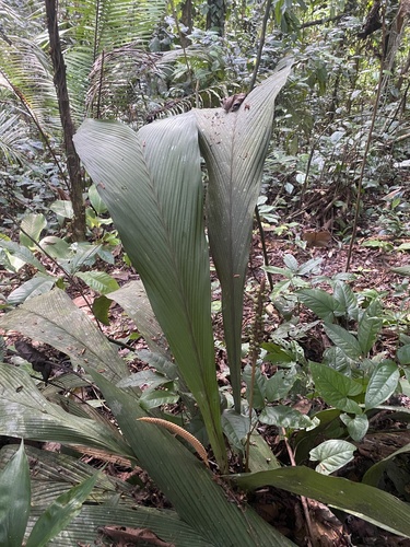 Geonoma macrostachys, photograph 3
