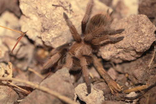 Desert Blonde Tarantula photo 5