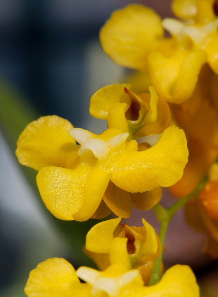 Oncidium cheirophorum