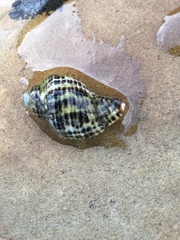 Acanthinucella punctulata