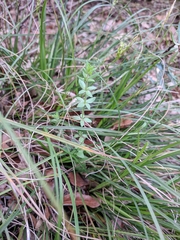 Galium texense