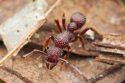 Stictoponera coxalisStictoponera coxalis