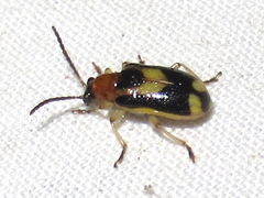 Lema opulenta