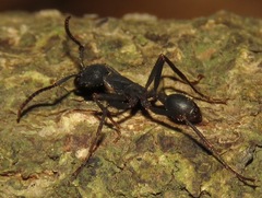 Eciton burchellii parvispinum