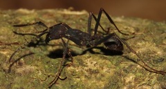 Eciton burchellii parvispinum