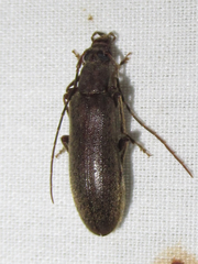 Sparedrus aspersus