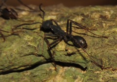 Eciton burchellii parvispinum