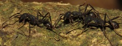 Eciton burchellii parvispinum