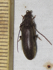 Sparedrus aspersus