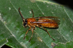 Provespa barthelemyi