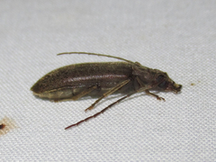 Sparedrus aspersus