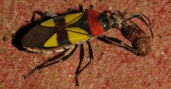 Image of Fibrenus gibbicollis