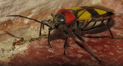 Fibrenus gibbicollis