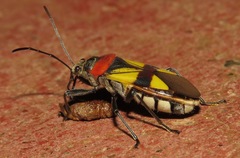 Fibrenus gibbicollis