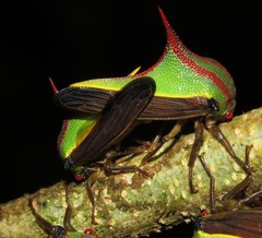 Umbonia ataliba