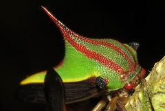 Umbonia ataliba