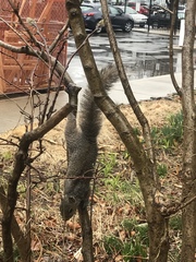 Sciurus carolinensis