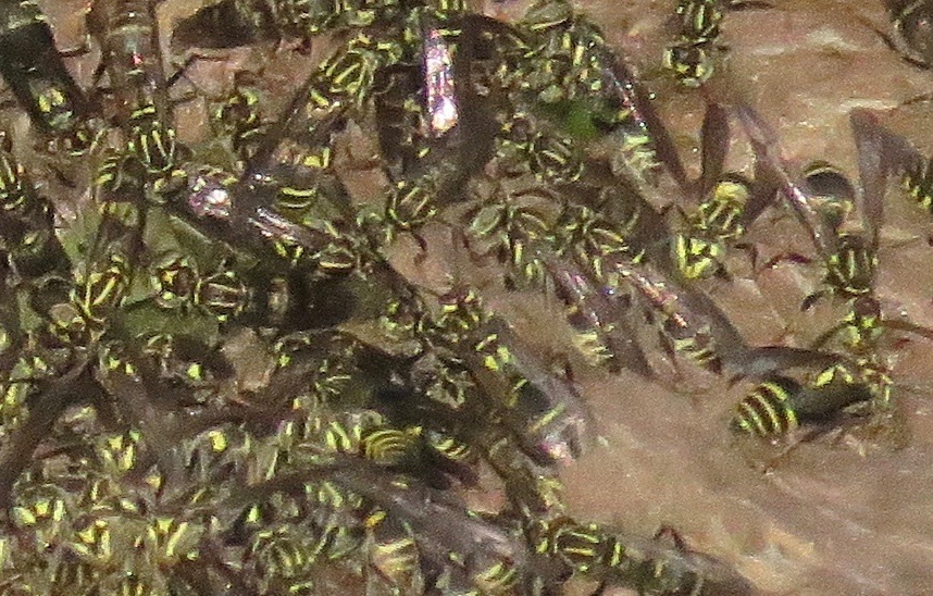 Protopolybia sedula