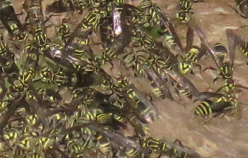 Protopolybia sedula