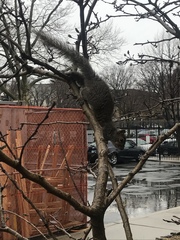 Sciurus carolinensis