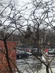 Sciurus carolinensis