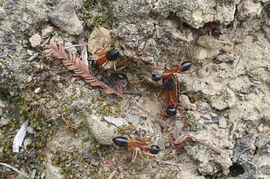 Banded Sugar Ant in October 2023 by Garry French · iNaturalist
