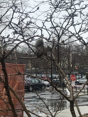 Sciurus carolinensis