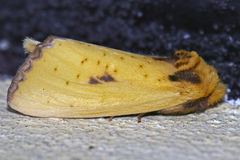 Antheua exanthemata