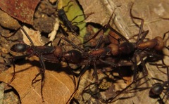 Eciton burchellii parvispinum