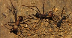 Eciton burchellii parvispinum