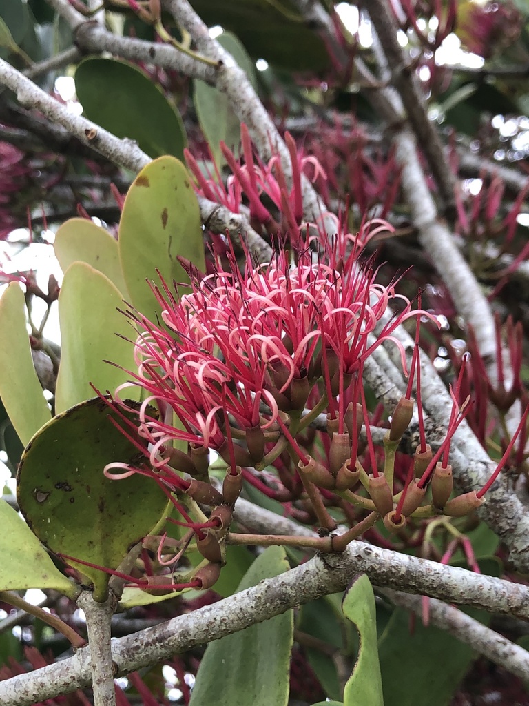 Amyema plicatula (Amyema plicatula)