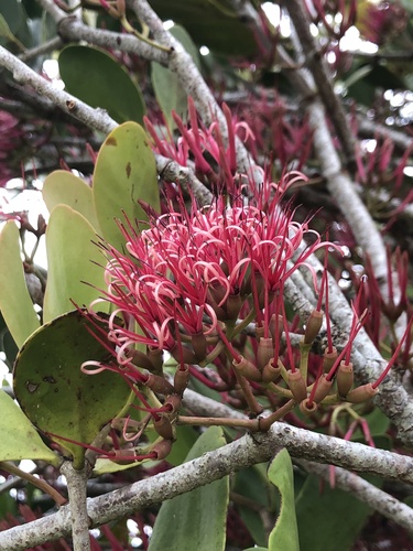Amyema plicatula (Amyema plicatula)