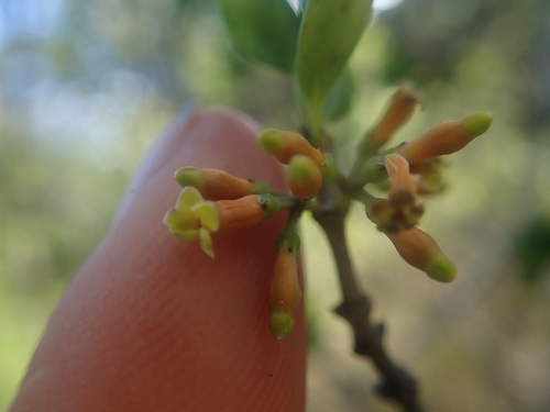 Alyxia stellata