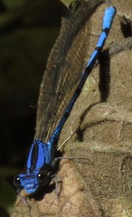Argia elongata