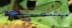 Argia elongata