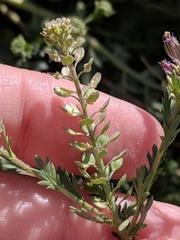 Lepidium oblongum
