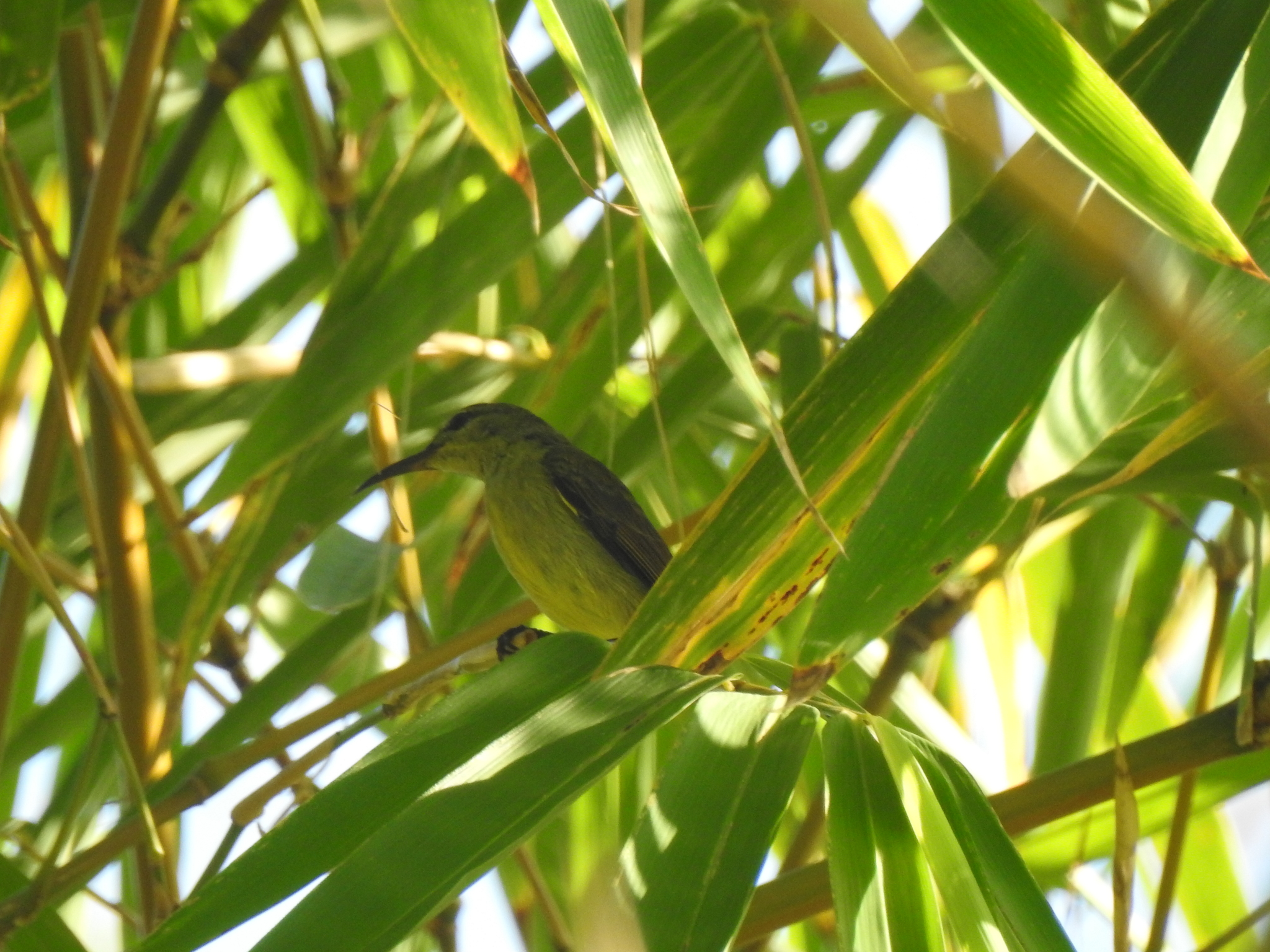 Purple-throated Sunbird illustration