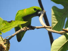 Bolbopsittacus lunulatus