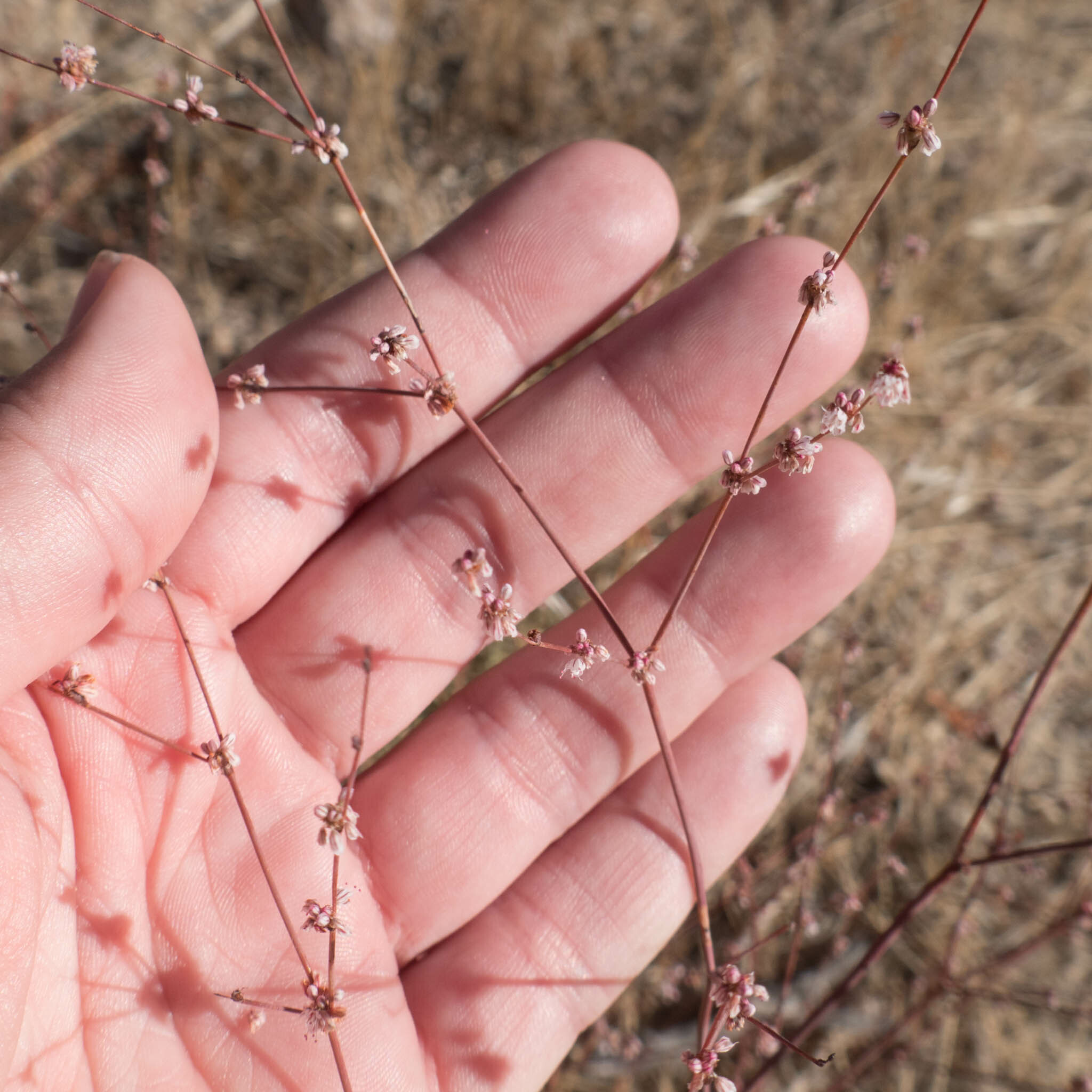 Eriogonum elegans